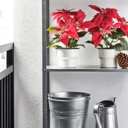 گیاه گلدانی مصنوعی پوینستیا قرمز ایکیا ۱۲ سانتی مترIKEA VINTERFINT