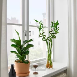 گیاه لاکی بامبو/مارپیچ 45 سانتی متر ایکیا IKEA DRACAENA